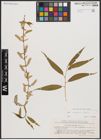 Salix babylonica L. x Salix fragilis L.